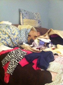 Fred is a good helper when it comes to organizing laundry.